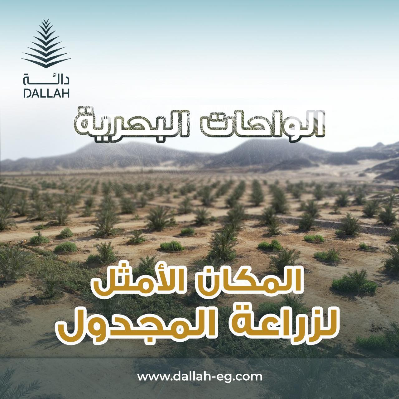 ليه الواحات البحرية هى المكان الأمثل لزراعة المجدول؟